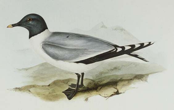 Sabine's Gull