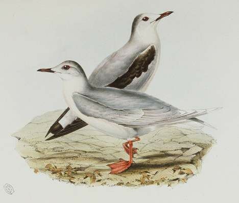 Mouette pygmée