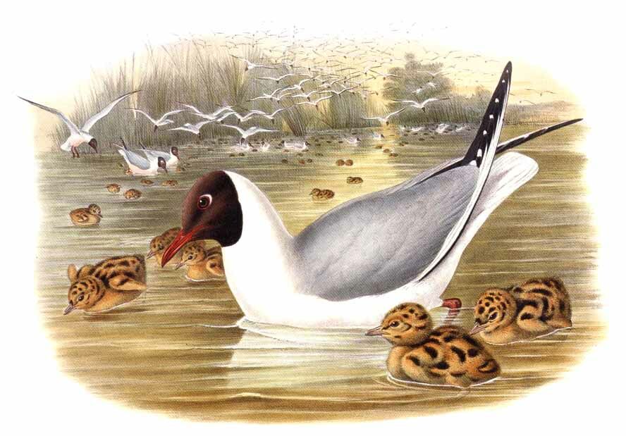 Black-headed Gull