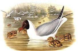 Black-headed Gull