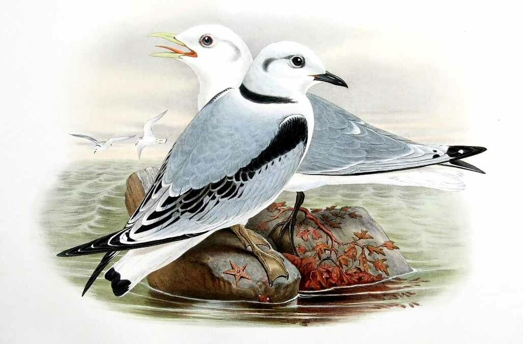 Black-legged Kittiwake