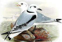 Black-legged Kittiwake