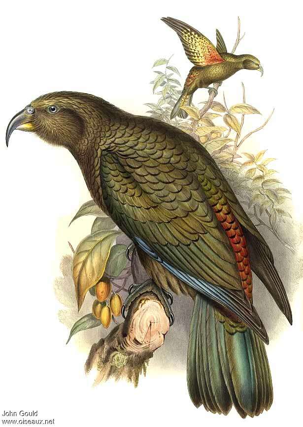 Kea