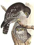 Barking Owl