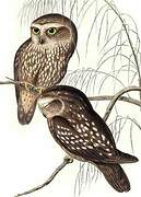 Morepork