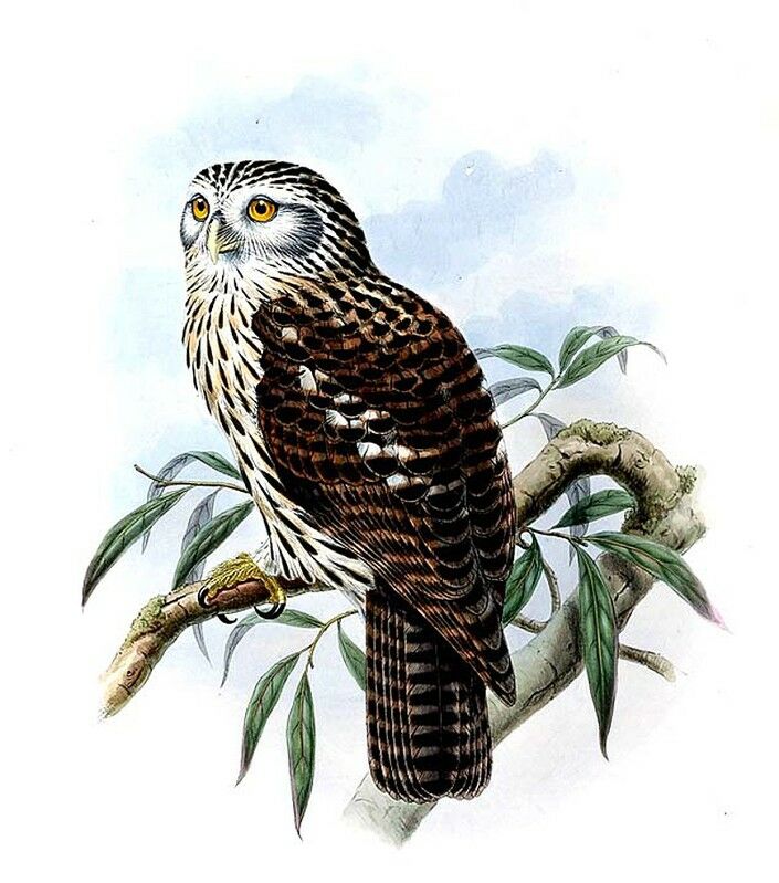 Papuan Hawk-Owl