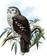 Papuan Hawk-Owl