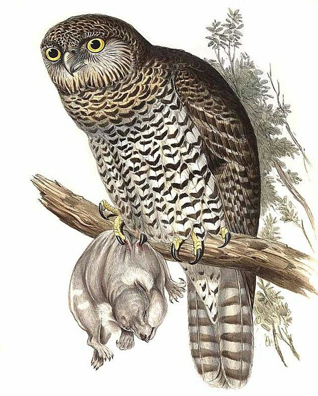 Powerful Owl