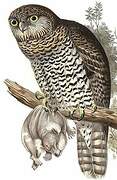 Powerful Owl