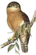 Rufous Owl