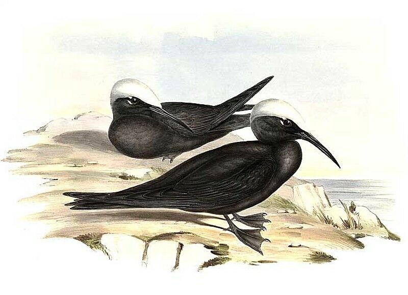 Black Noddy