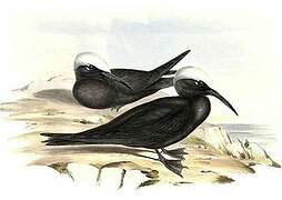 Black Noddy