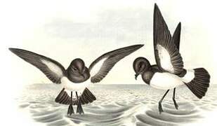 White-bellied Storm Petrel