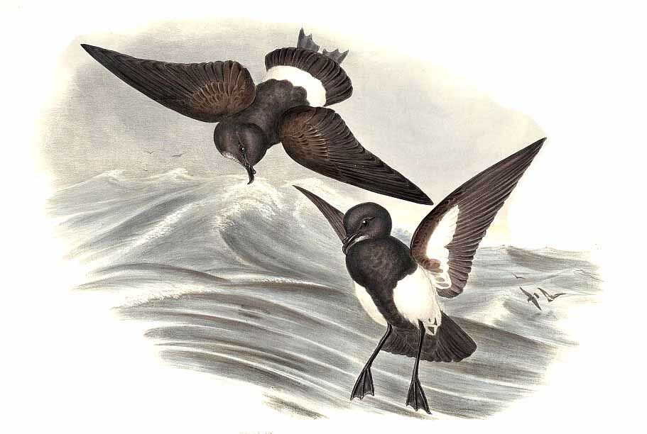 Black-bellied Storm Petrel