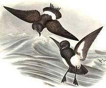 Black-bellied Storm Petrel