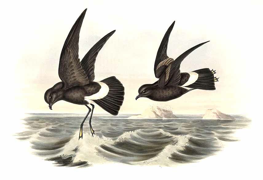 Wilson's Storm Petrel