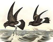 Wilson's Storm Petrel