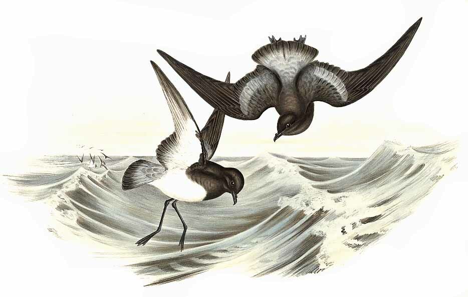 Grey-backed Storm Petrel