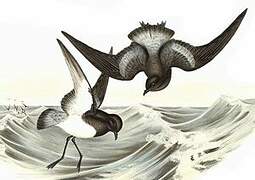 Grey-backed Storm Petrel