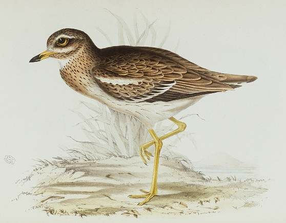 Eurasian Stone-curlew