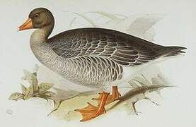 Greylag Goose