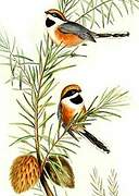 Black-throated Bushtit