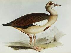 Egyptian Goose