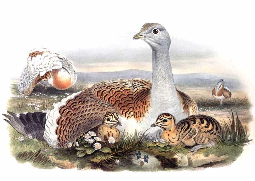 Great Bustard