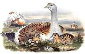 Great Bustard