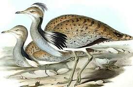 Macqueen's Bustard