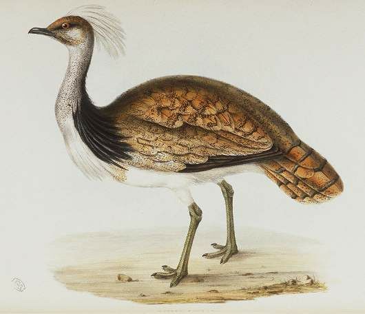 Houbara Bustard