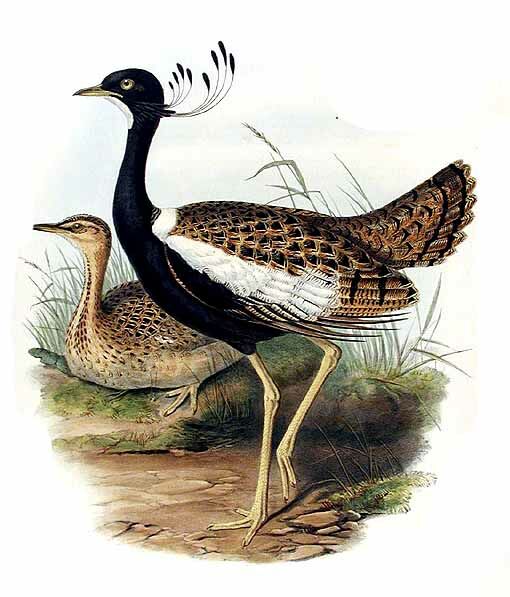 Lesser Florican