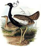 Lesser Florican