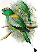 Golden-mantled Racket-tail