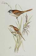 Bearded Reedling