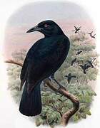 Halmahera Paradise-crow