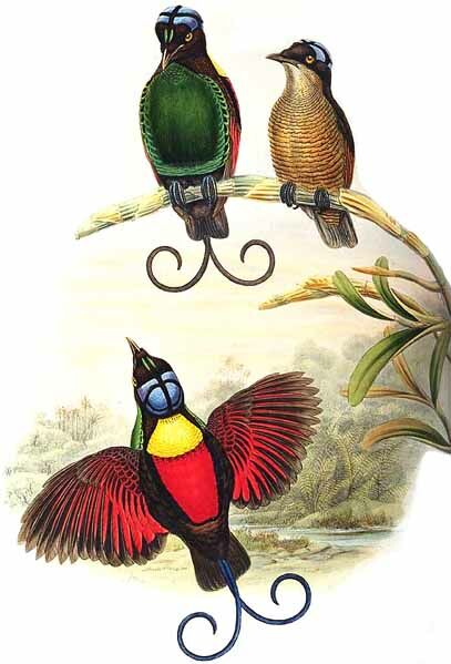 Wilson's Bird-of-paradise