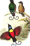 Wilson's Bird-of-paradise