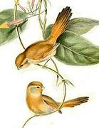 Fulvous Parrotbill