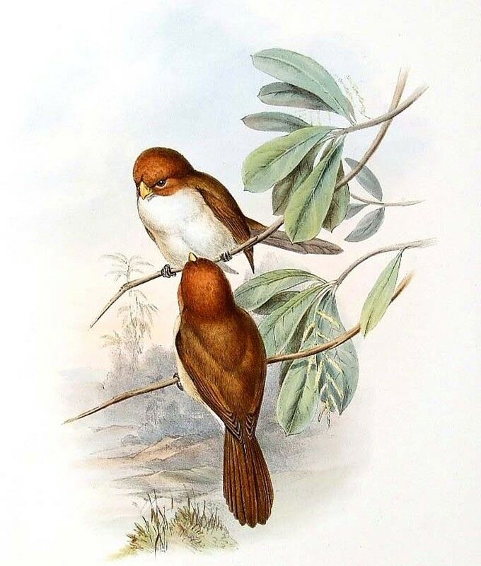 Rufous-headed Parrotbill