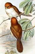 Rufous-headed Parrotbill