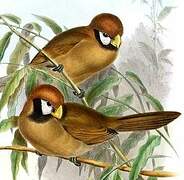 Black-breasted Parrotbill