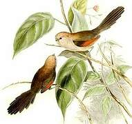 Vinous-throated Parrotbill