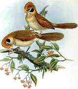 Spot-breasted Parrotbill