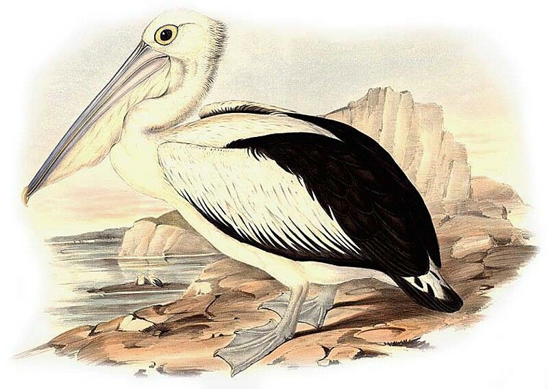 Australian Pelican