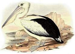 Australian Pelican