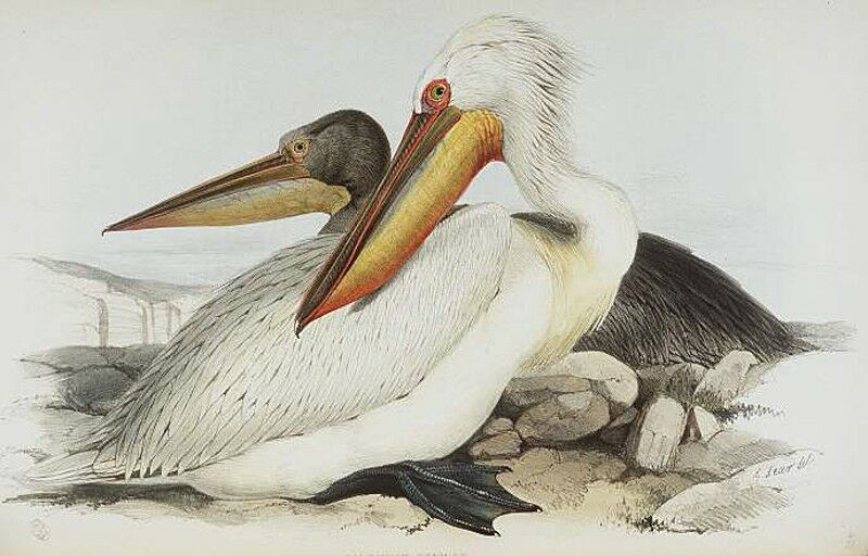 Dalmatian Pelican