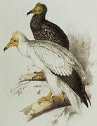 Egyptian Vulture