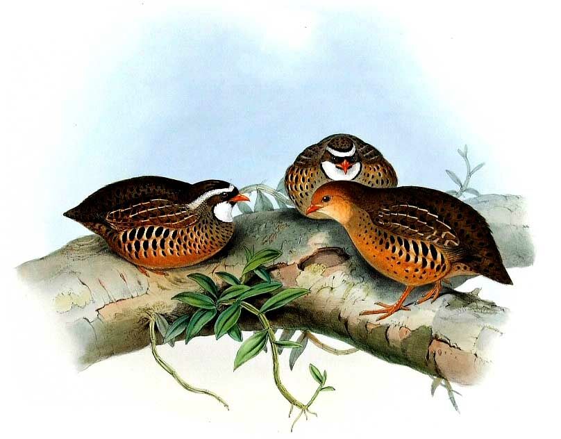 Painted Bush Quail