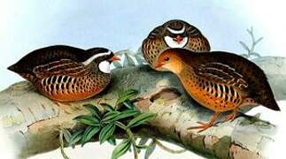 Painted Bush Quail